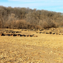 field