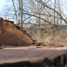 stump1