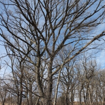 oak