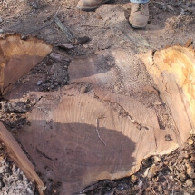 stump