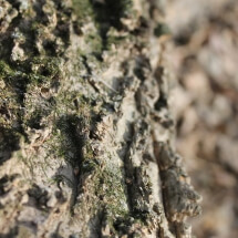 treebark