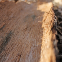 tree bark