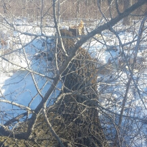 felled